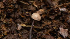 Poronia pileiformis