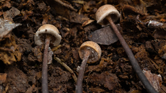 Poronia pileiformis