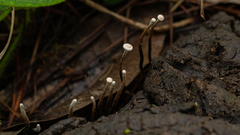Poronia pileiformis