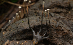 Poronia pileiformis