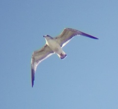 Larus occidentalis