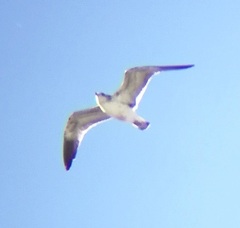 Larus occidentalis