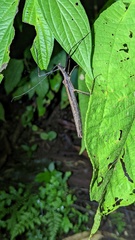 Pseudophasma unicolor