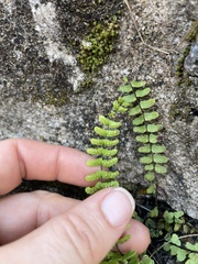 Asplenium × heteroresiliens
