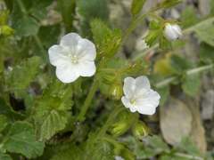 Phacelia viscida albiflora