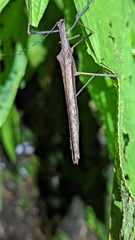 Pseudophasma unicolor