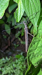 Pseudophasma unicolor