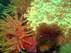 Cribrinopsis similis