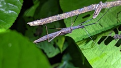 Pseudophasma unicolor