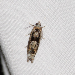 Pseudexentera hodsoni