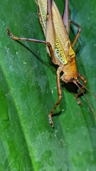 Ischnomela pulchripennis