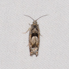 Pseudexentera hodsoni