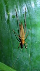 Ischnomela pulchripennis