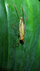 Ischnomela pulchripennis