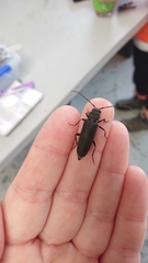 Arhopalus ferus