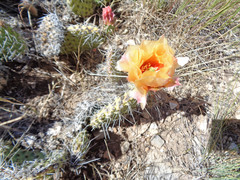 Opuntia polyacantha polyacantha
