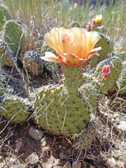 Opuntia polyacantha polyacantha