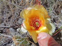 Opuntia polyacantha polyacantha