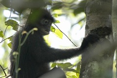 Trachypithecus obscurus