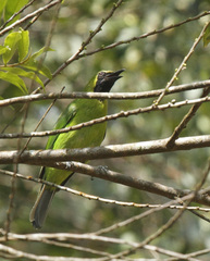 Chloropsis cyanopogon