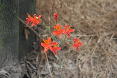 Alstroemeria ligtu ligtu