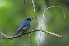 Cyornis unicolor