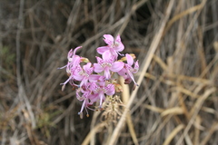 Alstroemeria revoluta
