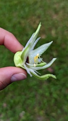 Passiflora lobata