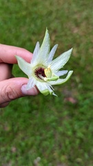 Passiflora lobata