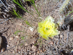 Opuntia polyacantha polyacantha