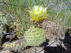 Opuntia polyacantha polyacantha