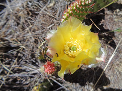 Opuntia polyacantha polyacantha