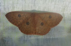 Semaeopus illimitata