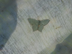 Chloropteryx nordicaria