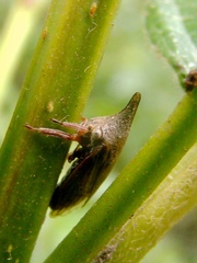 Aconophora