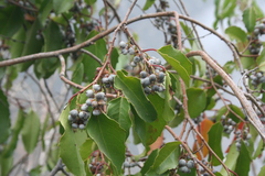 Azara petiolaris