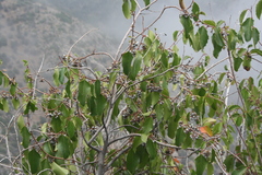 Azara petiolaris