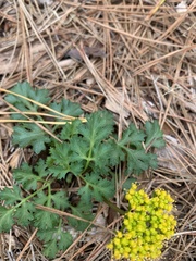 Tauschia kelloggii