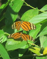 Heliconius ismenius