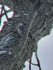 Sitta carolinensis