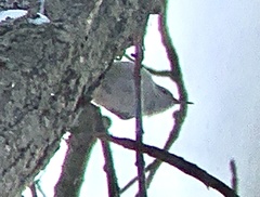 Sitta carolinensis