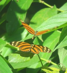 Heliconius ismenius