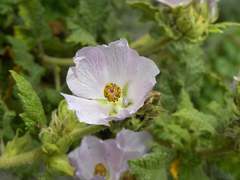 Malacothamnus involucratus