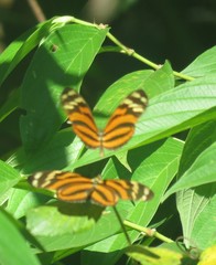 Heliconius ismenius
