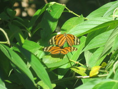 Heliconius ismenius