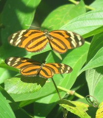 Heliconius ismenius