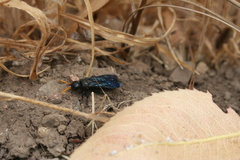 Cosila chilensis