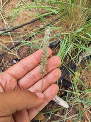 Enneapogon scoparius