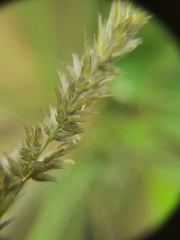 Enneapogon scoparius