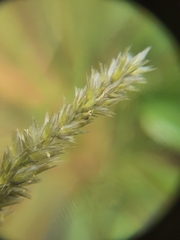 Enneapogon scoparius